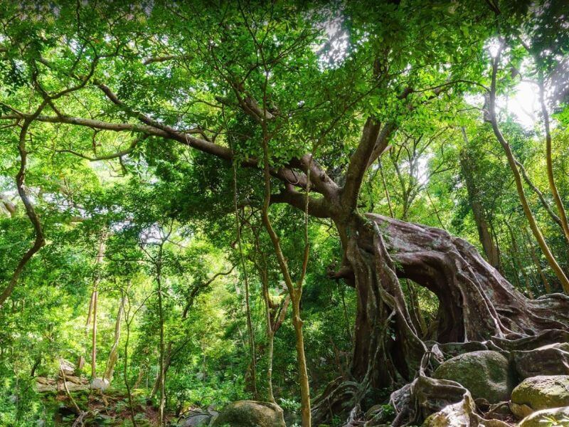 khu du lich sinh thai da nang